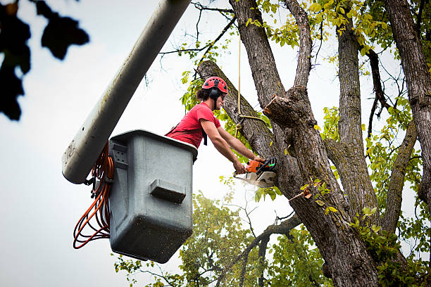 Reliable Battlefield, MO Tree Removal and Landscaping Services Solutions